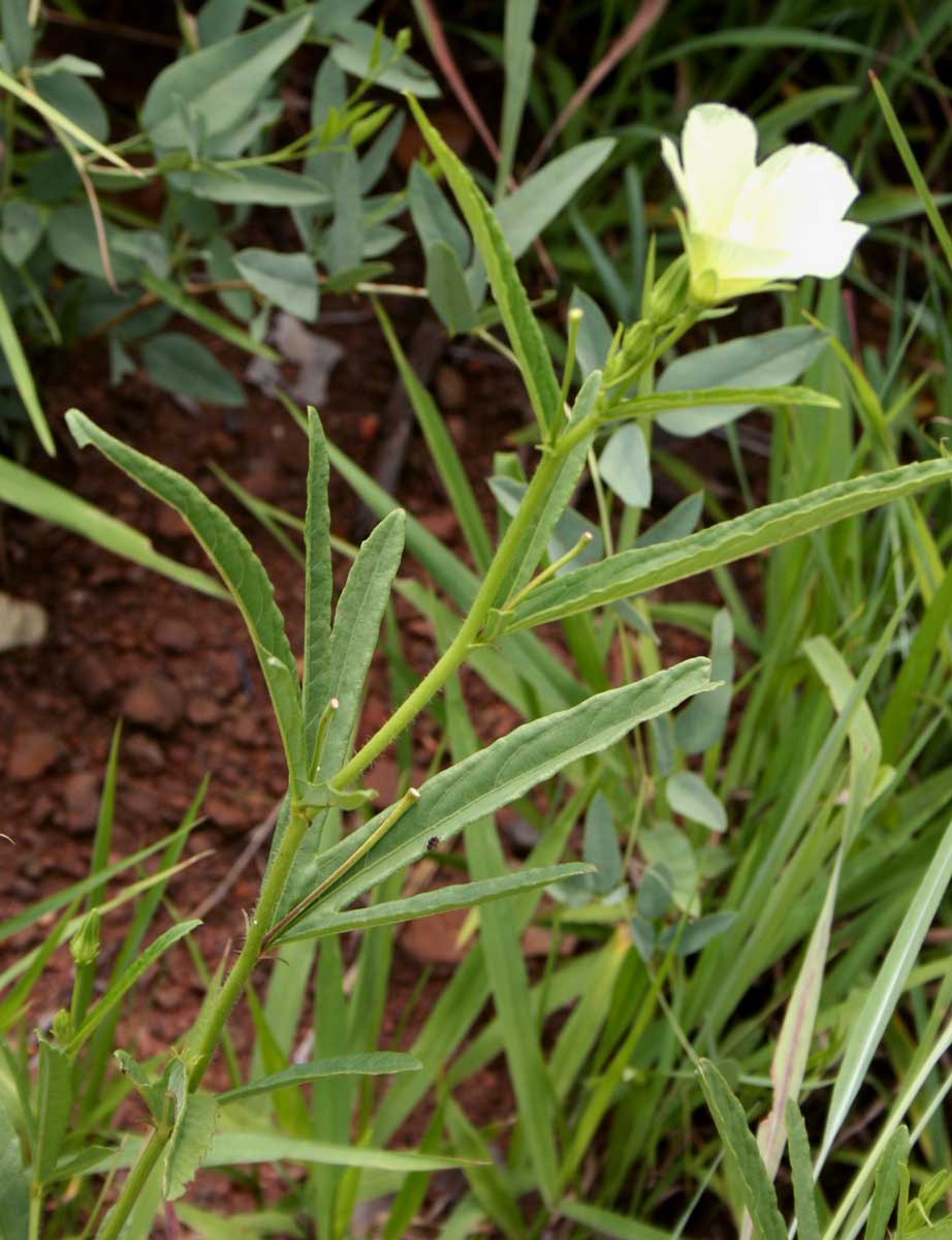 Hibiscus articulatus