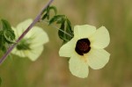 Hibiscus caesius