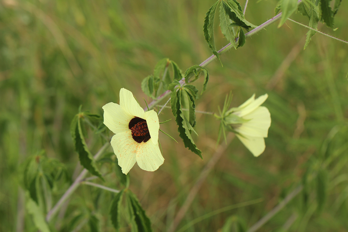 Hibiscus caesius Hibiscus caesius
