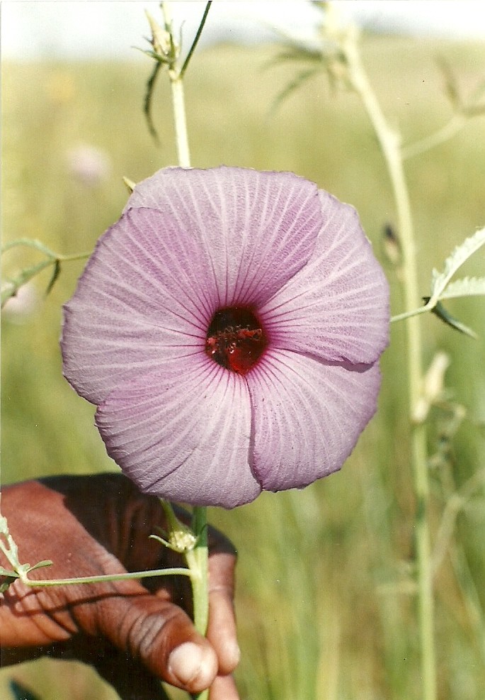 Hibiscus cannabinus