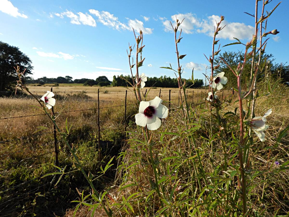 Hibiscus cannabinus