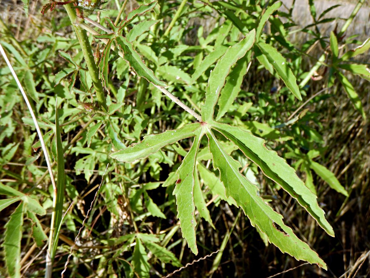 Hibiscus cannabinus
