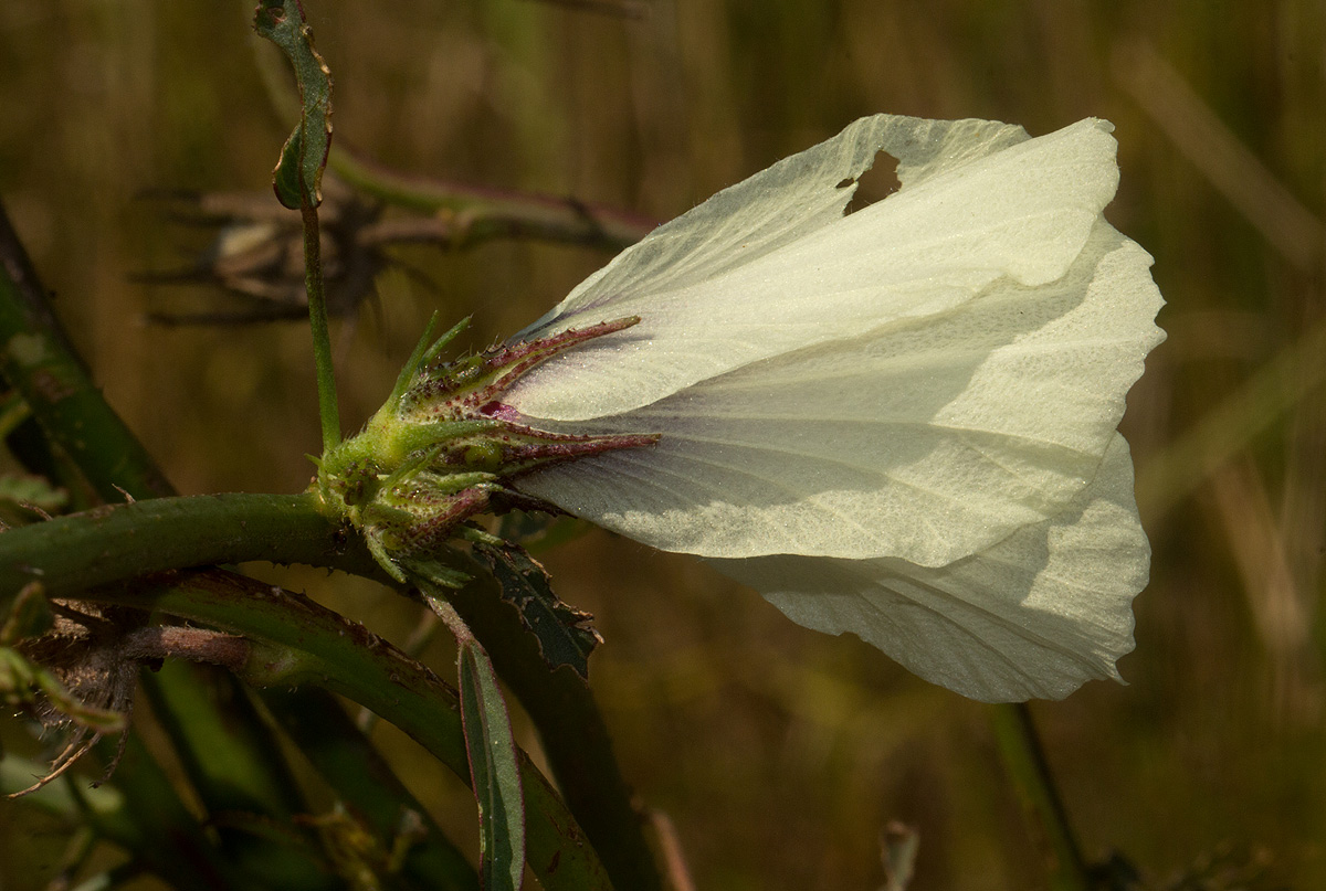 Hibiscus cannabinus