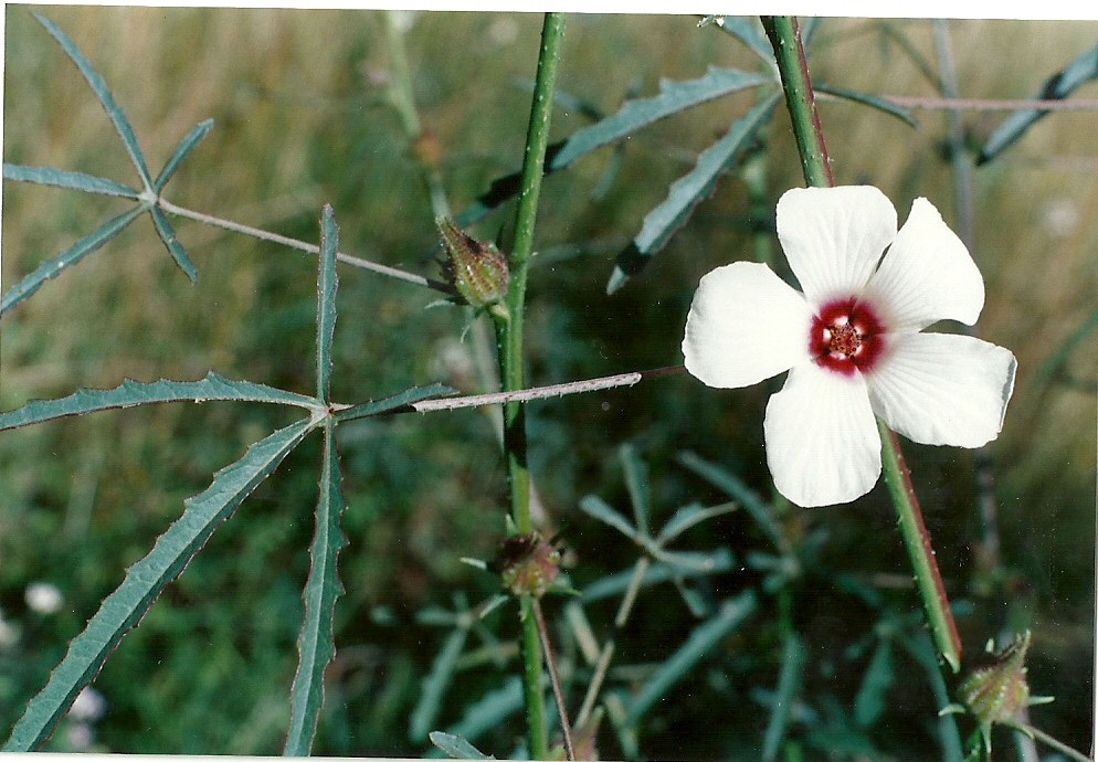 Hibiscus cannabinus