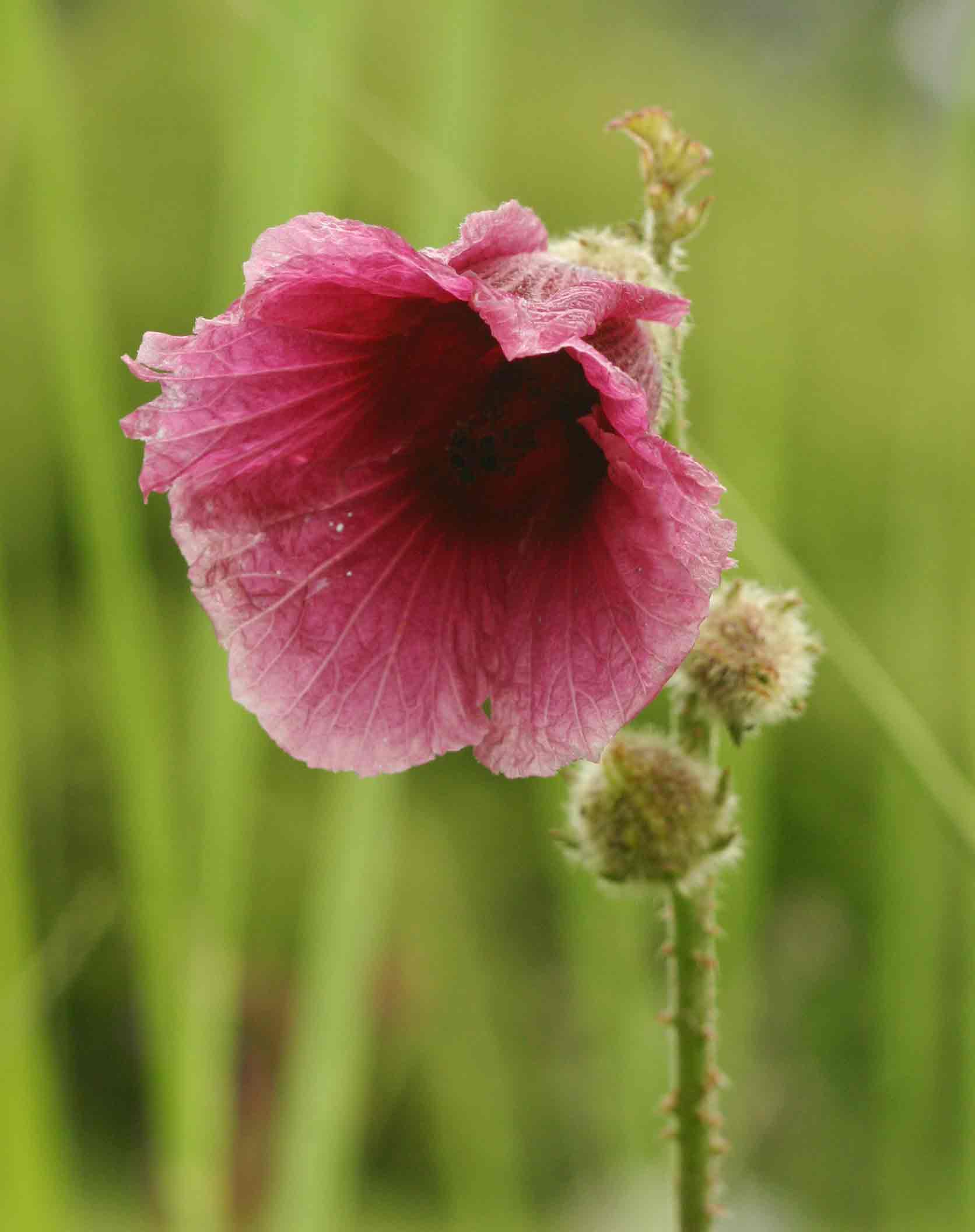 Hibiscus diversifolius subsp. rivularis