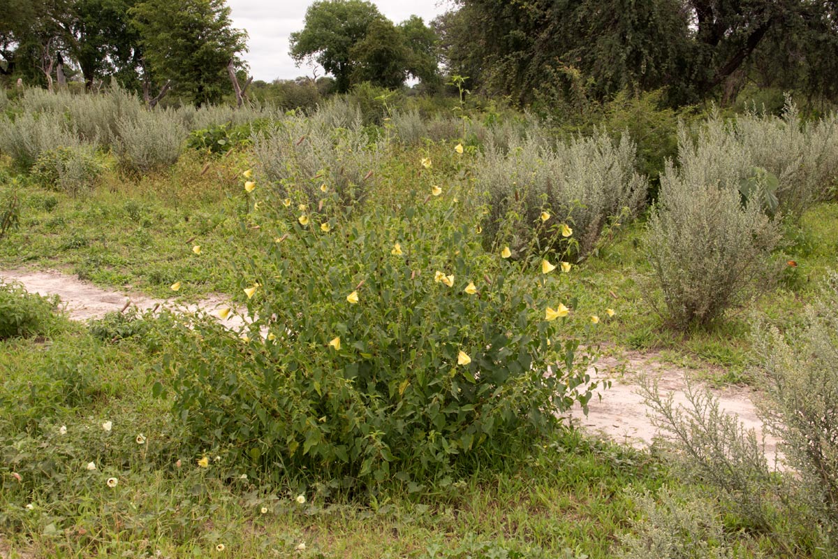 Hibiscus dongolensis