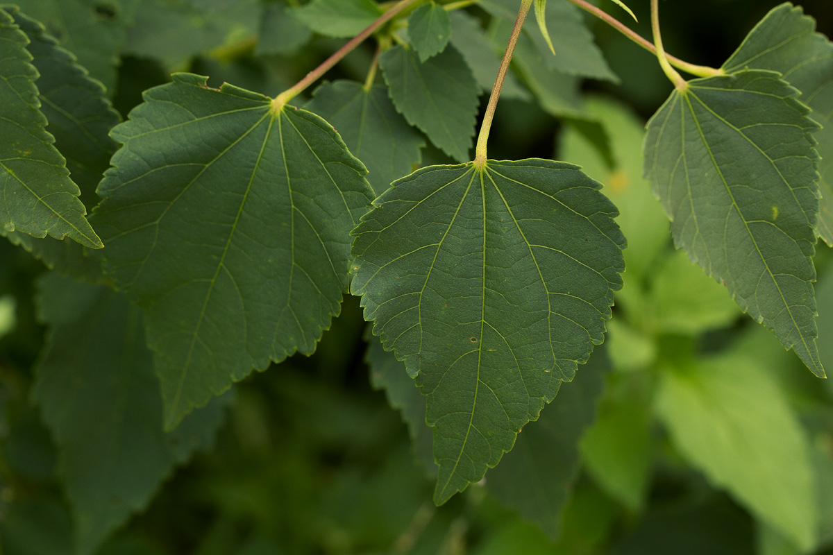 Hibiscus dongolensis