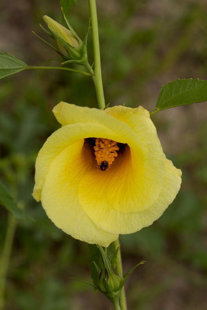 Hibiscus dongolensis