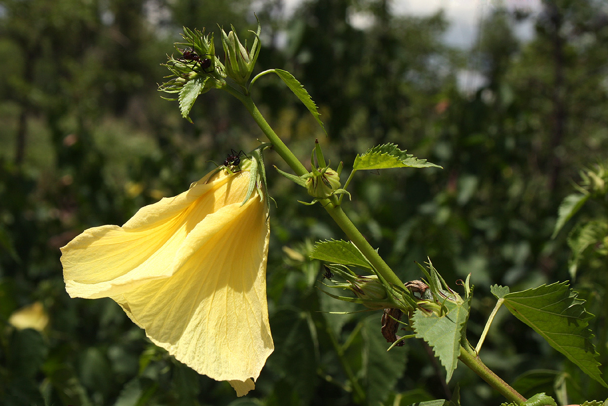 Hibiscus dongolensis