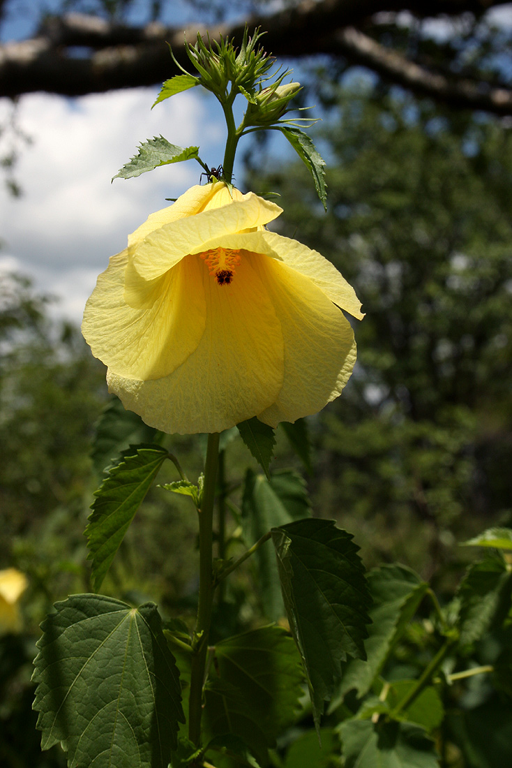 Hibiscus dongolensis