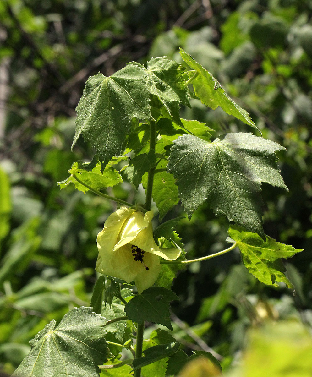 Hibiscus ludwigii Hibiscus ludwigii