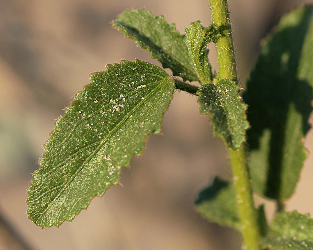 Hibiscus micranthus Hibiscus micranthus