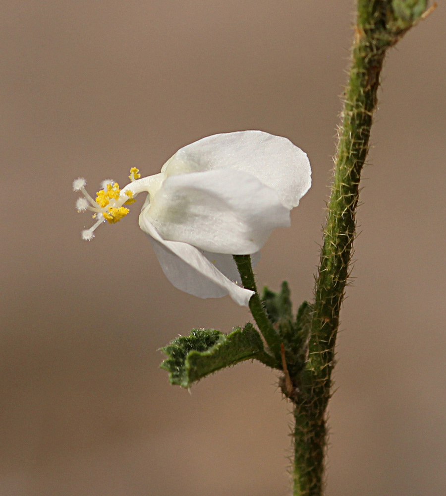 Hibiscus micranthus