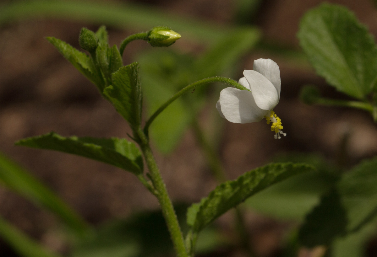Hibiscus micranthus