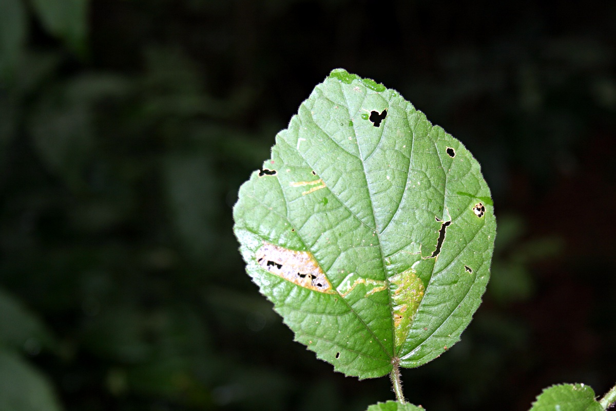 Hibiscus ovalifolius