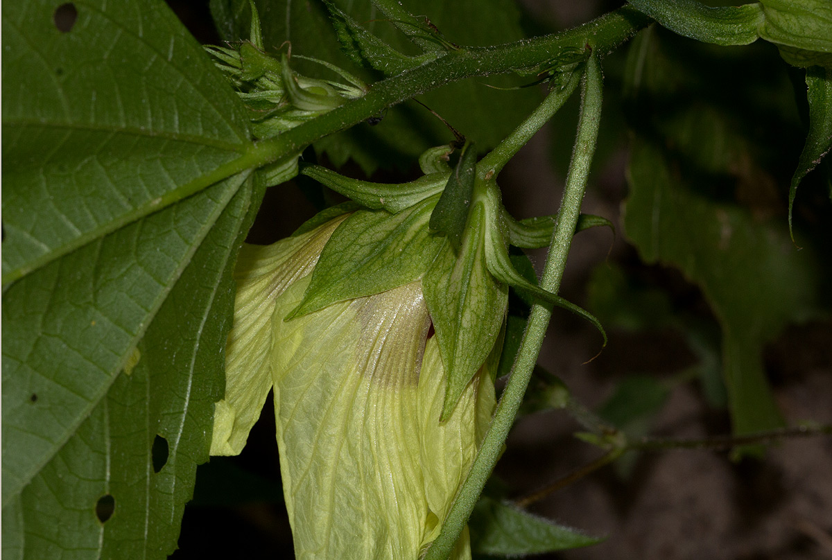 Hibiscus ovalifolius