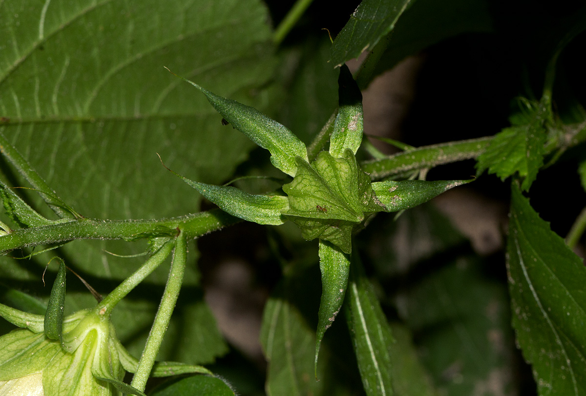 Hibiscus ovalifolius