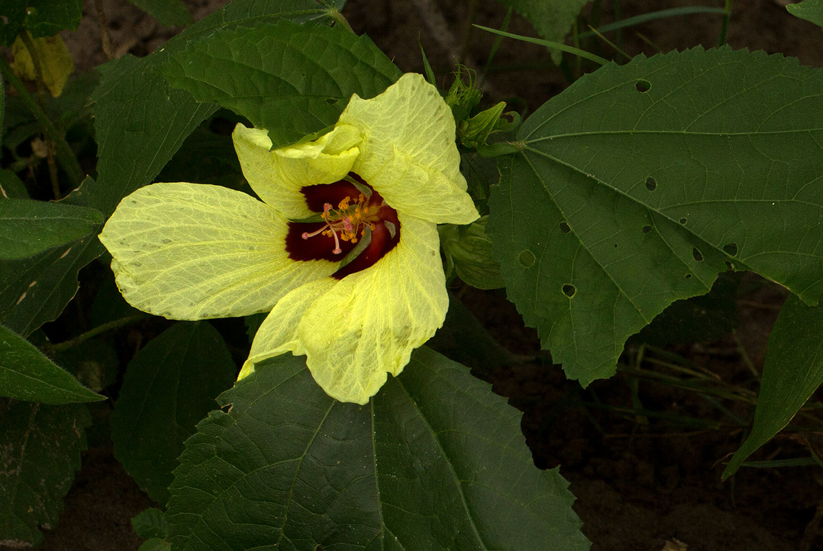 Hibiscus ovalifolius
