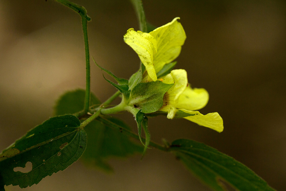 Hibiscus ovalifolius
