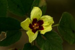 Hibiscus ovalifolius