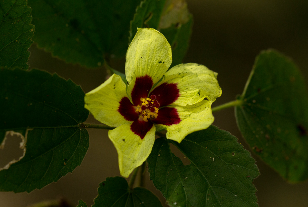 Hibiscus ovalifolius