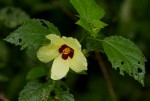 Hibiscus ovalifolius