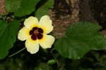 Hibiscus ovalifolius
