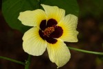 Hibiscus ovalifolius