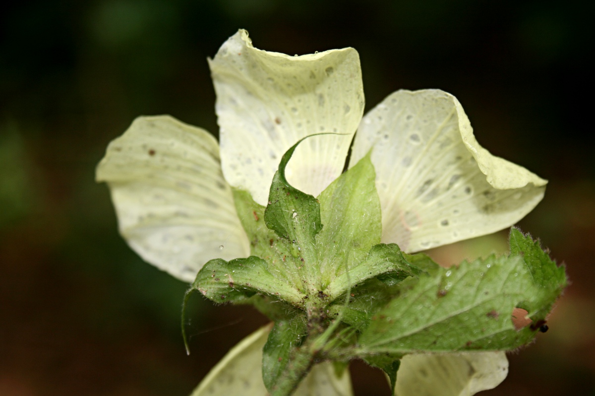 Hibiscus ovalifolius