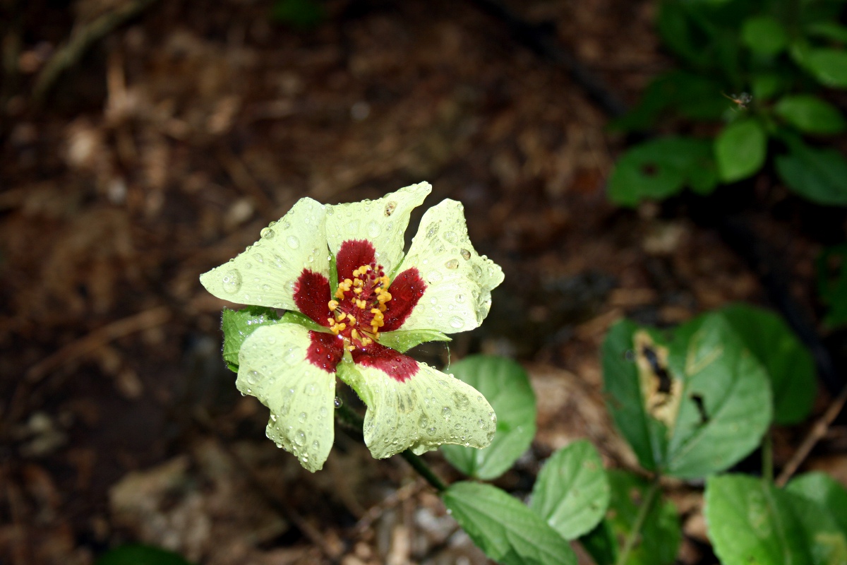 Hibiscus ovalifolius
