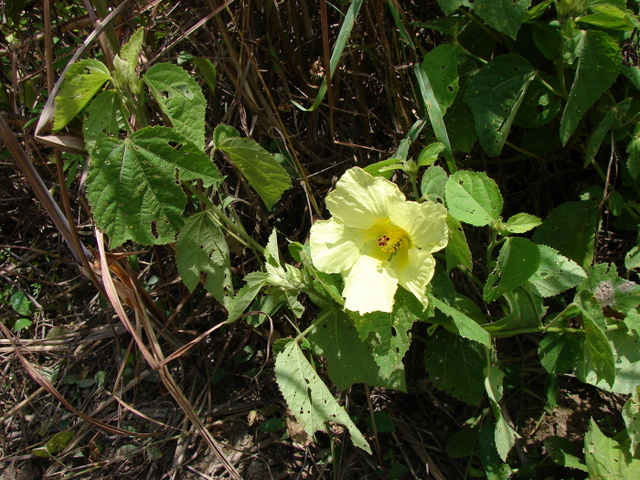 Hibiscus ovalifolius