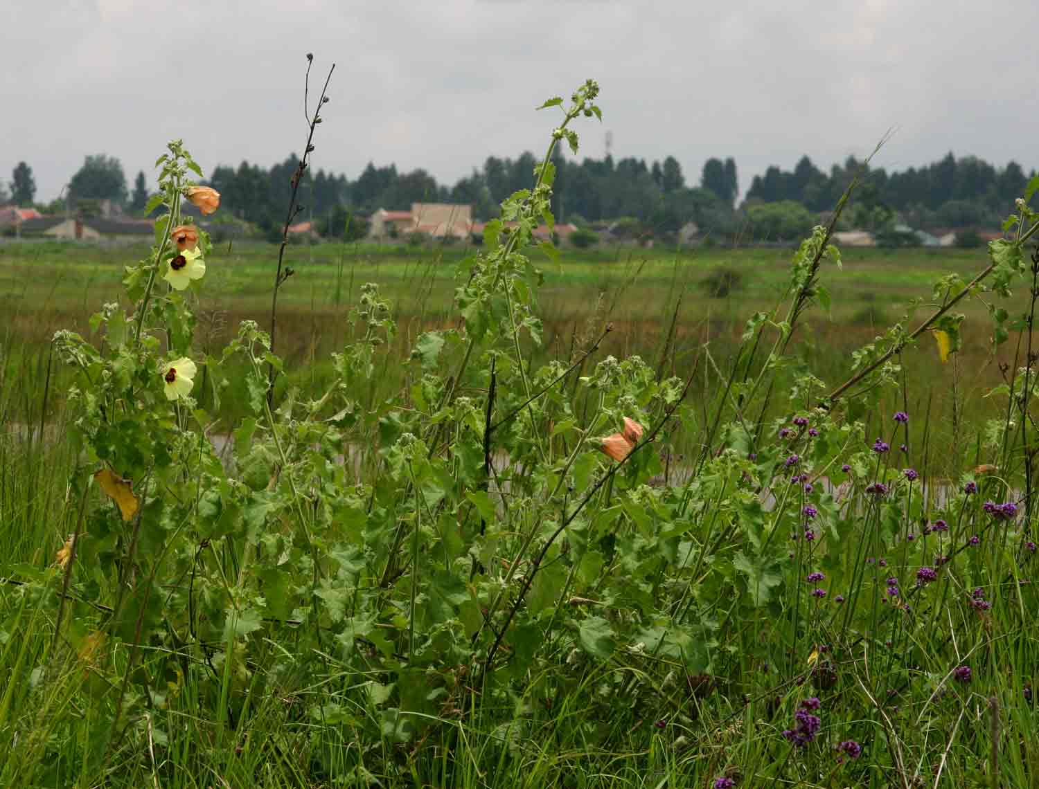 Hibiscus panduriformis