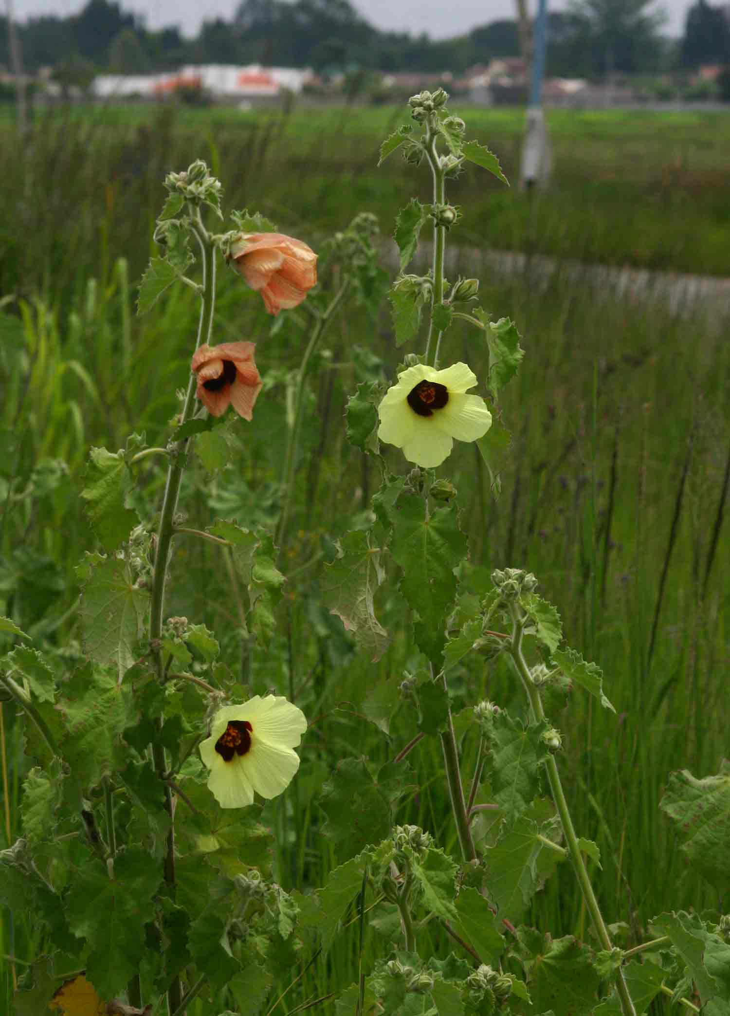 Hibiscus panduriformis