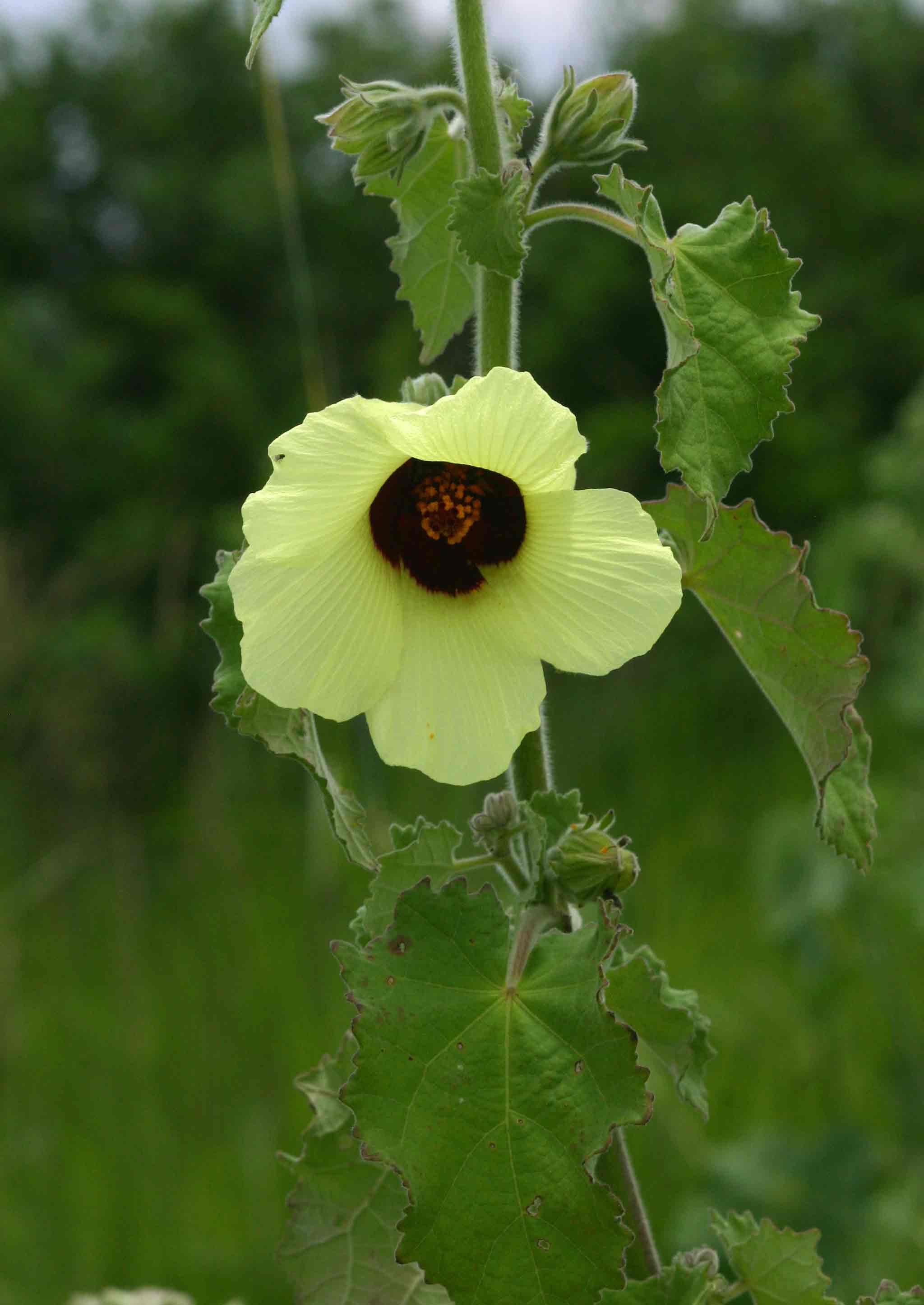 Hibiscus panduriformis
