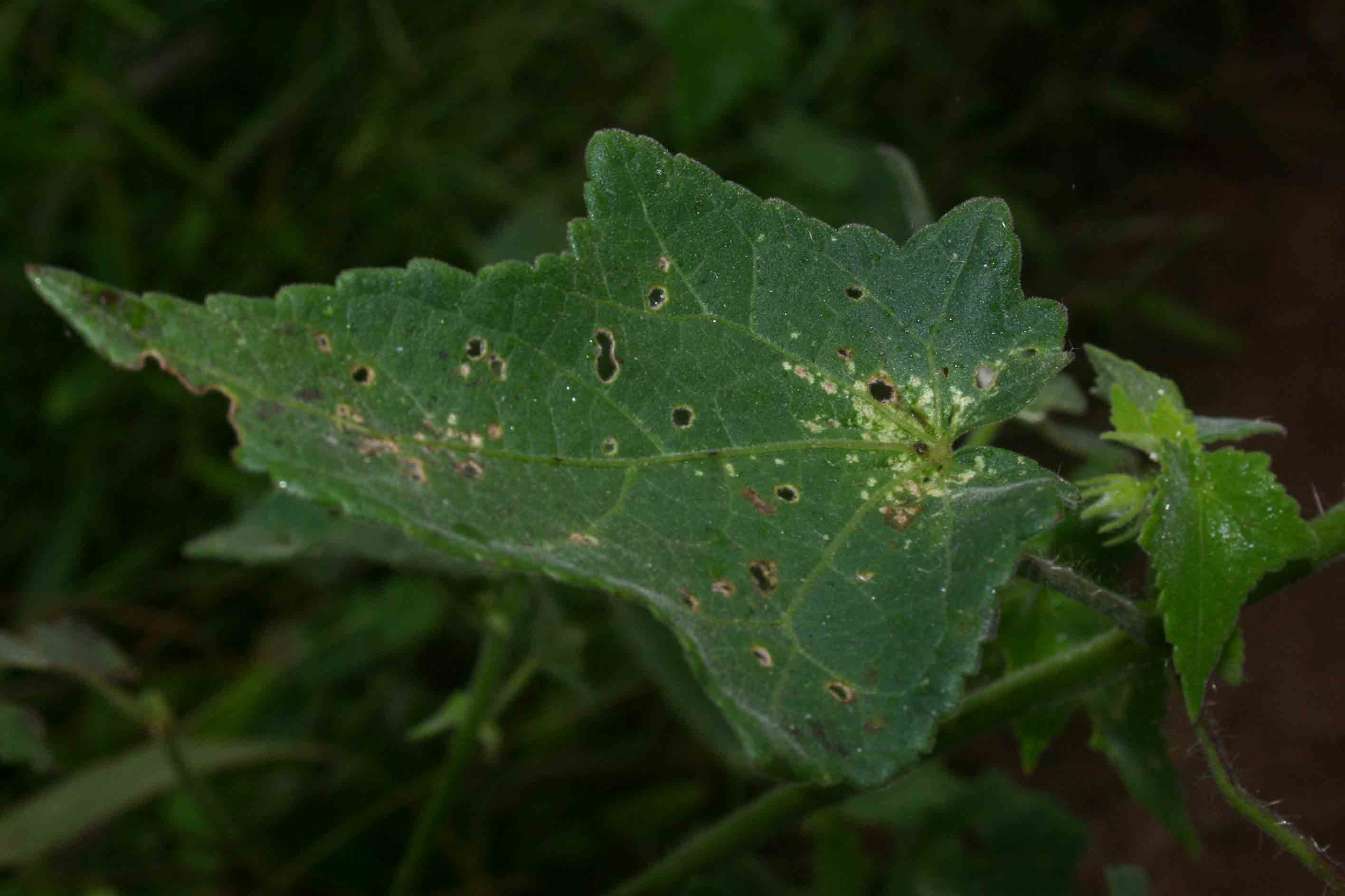 Hibiscus physaloides