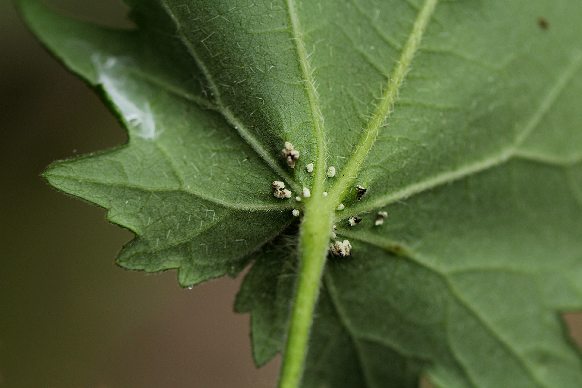 Hibiscus physaloides