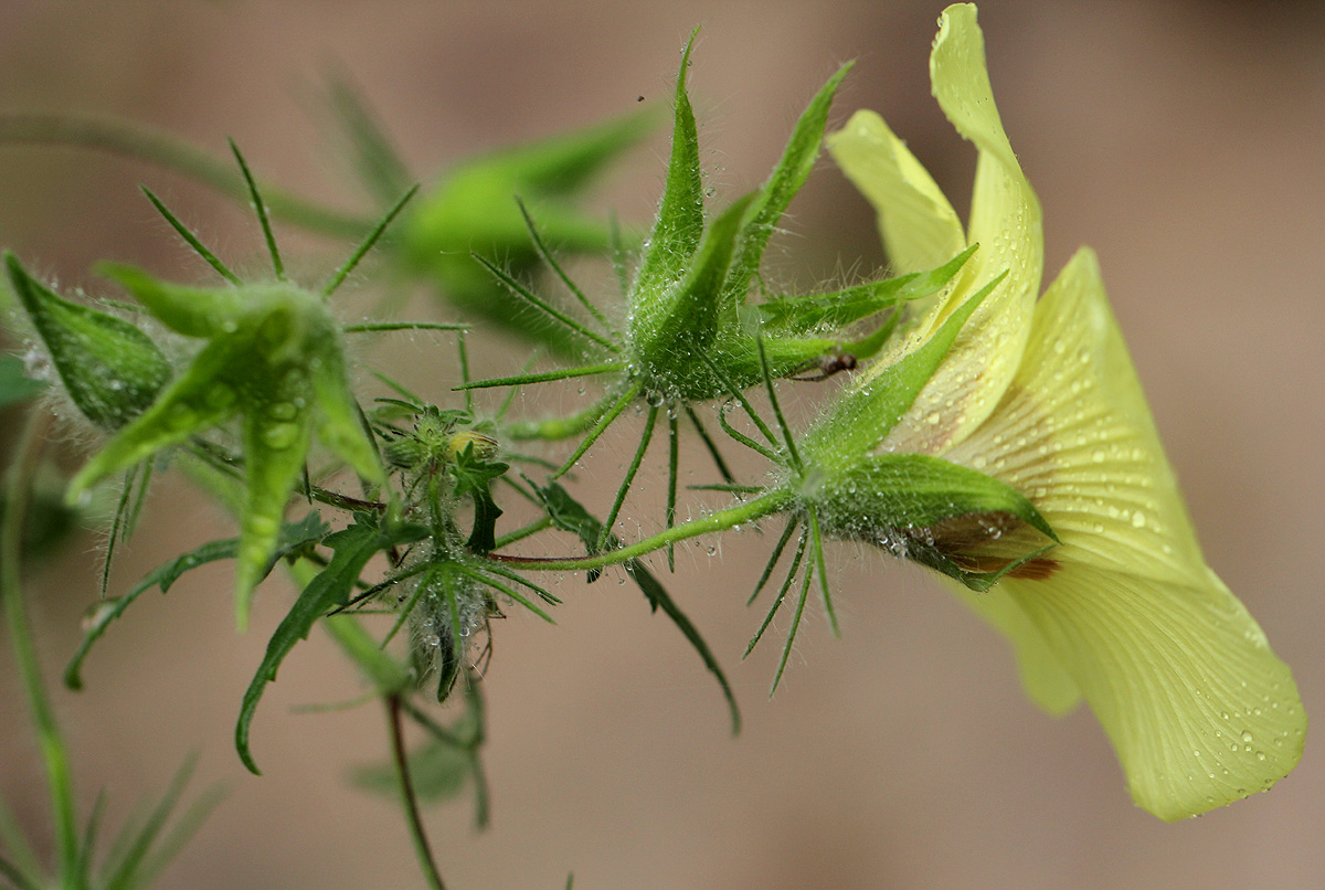 Hibiscus physaloides