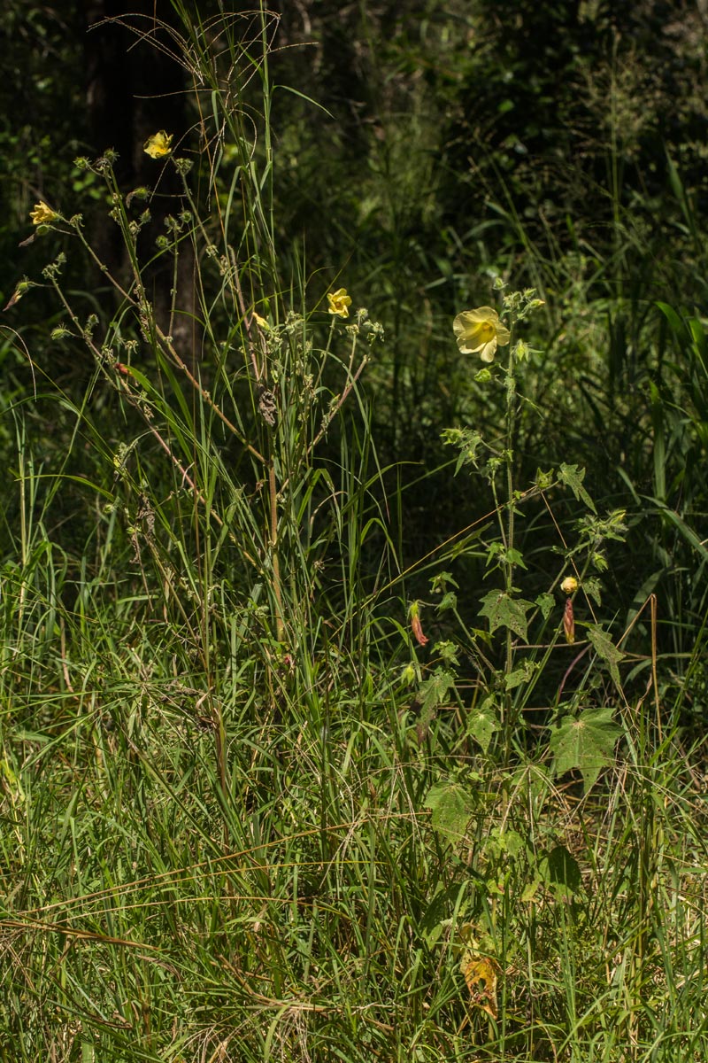 Hibiscus physaloides