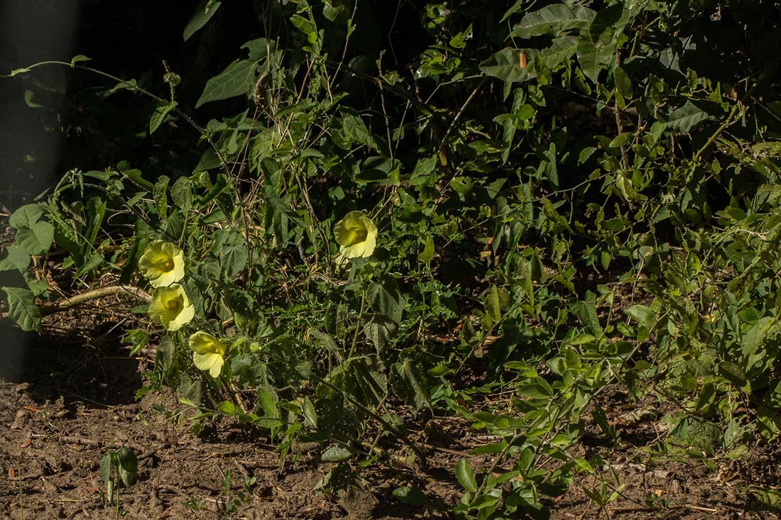 Hibiscus physaloides