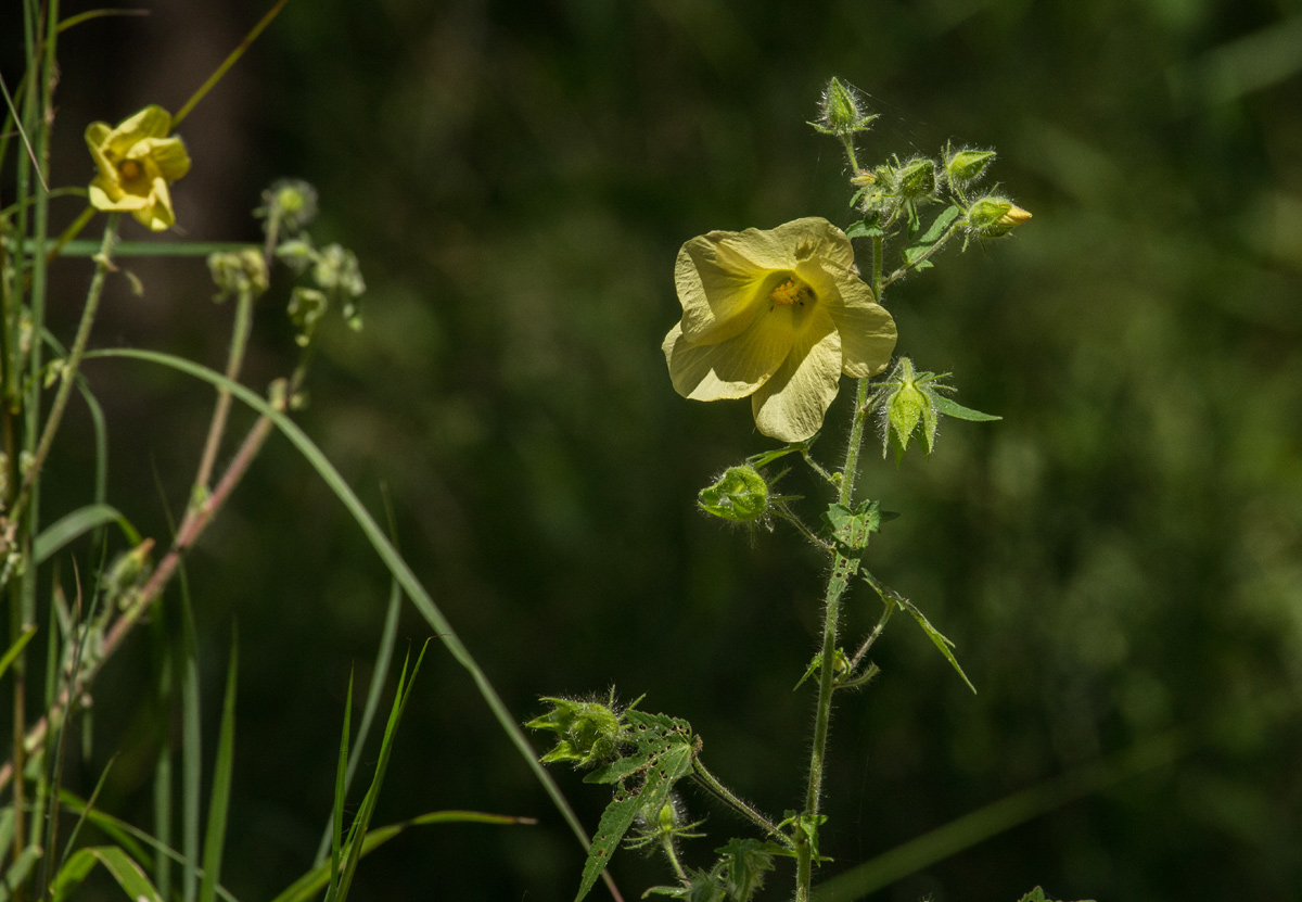 Hibiscus physaloides