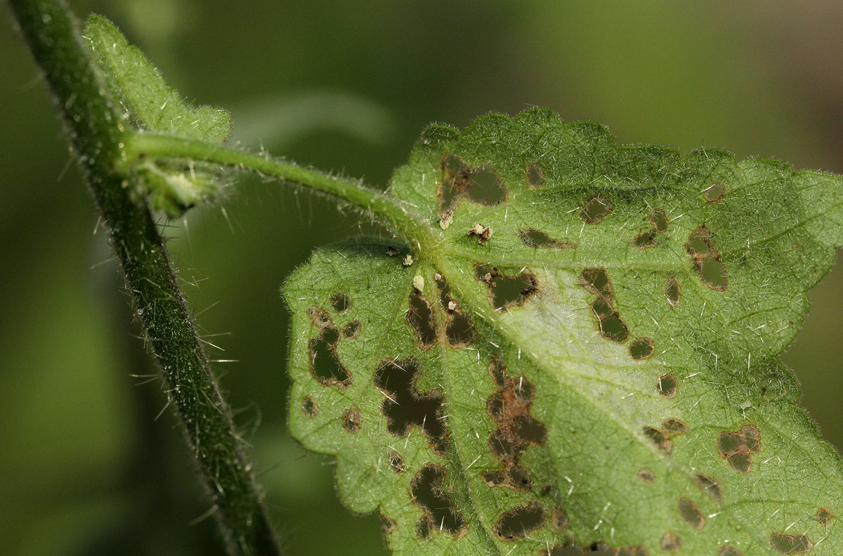 Hibiscus physaloides