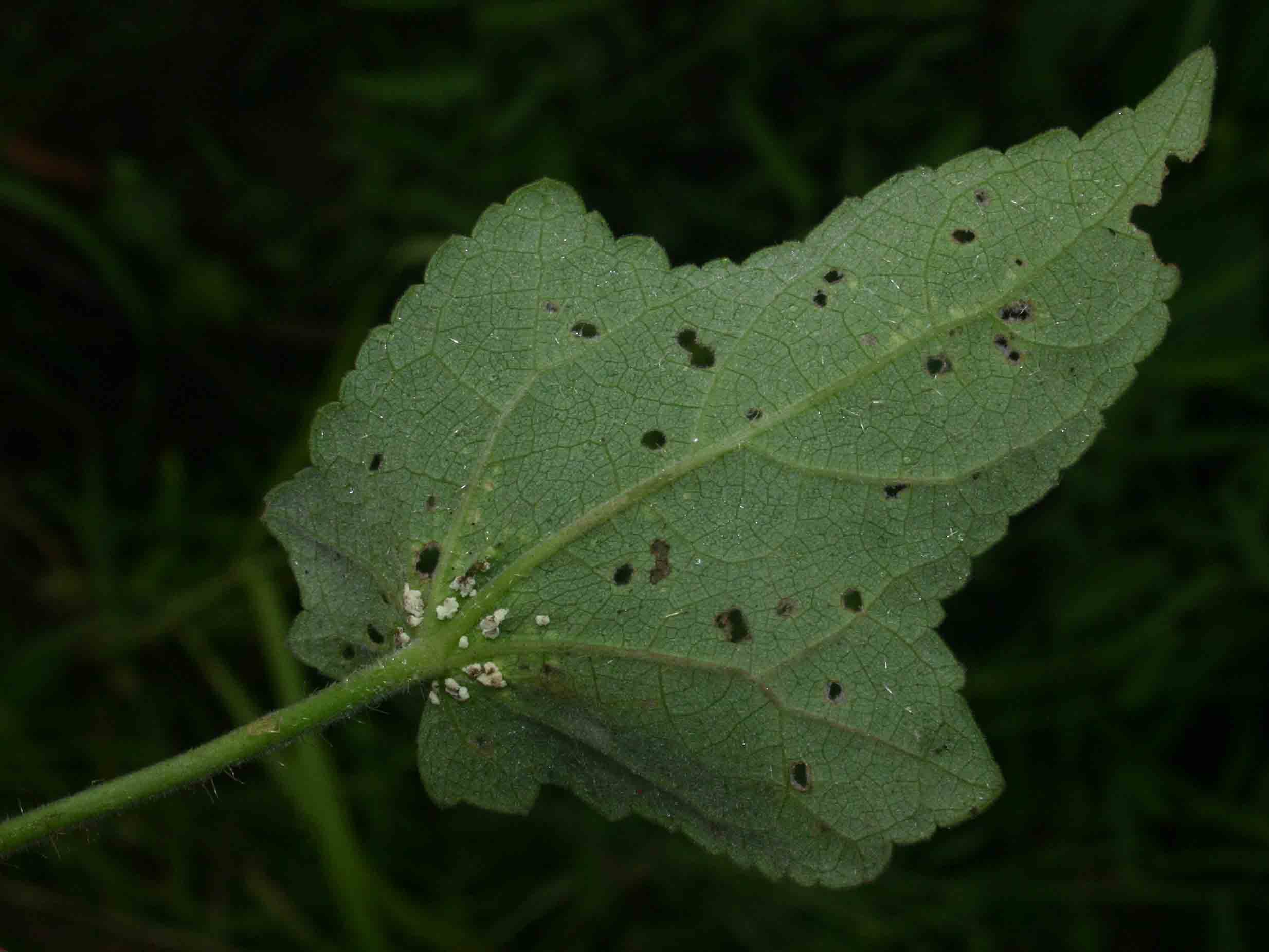 Hibiscus physaloides