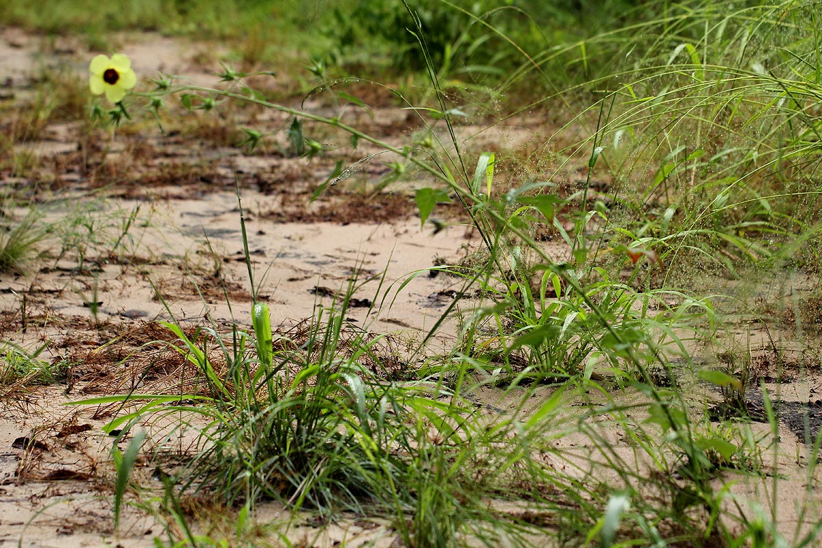 Hibiscus physaloides Hibiscus physaloides