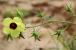 Hibiscus physaloides