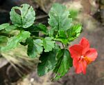 Hibiscus praeteritus