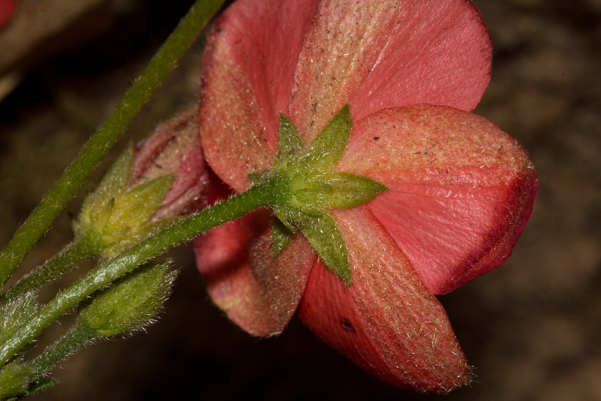 Hibiscus rhodanthus