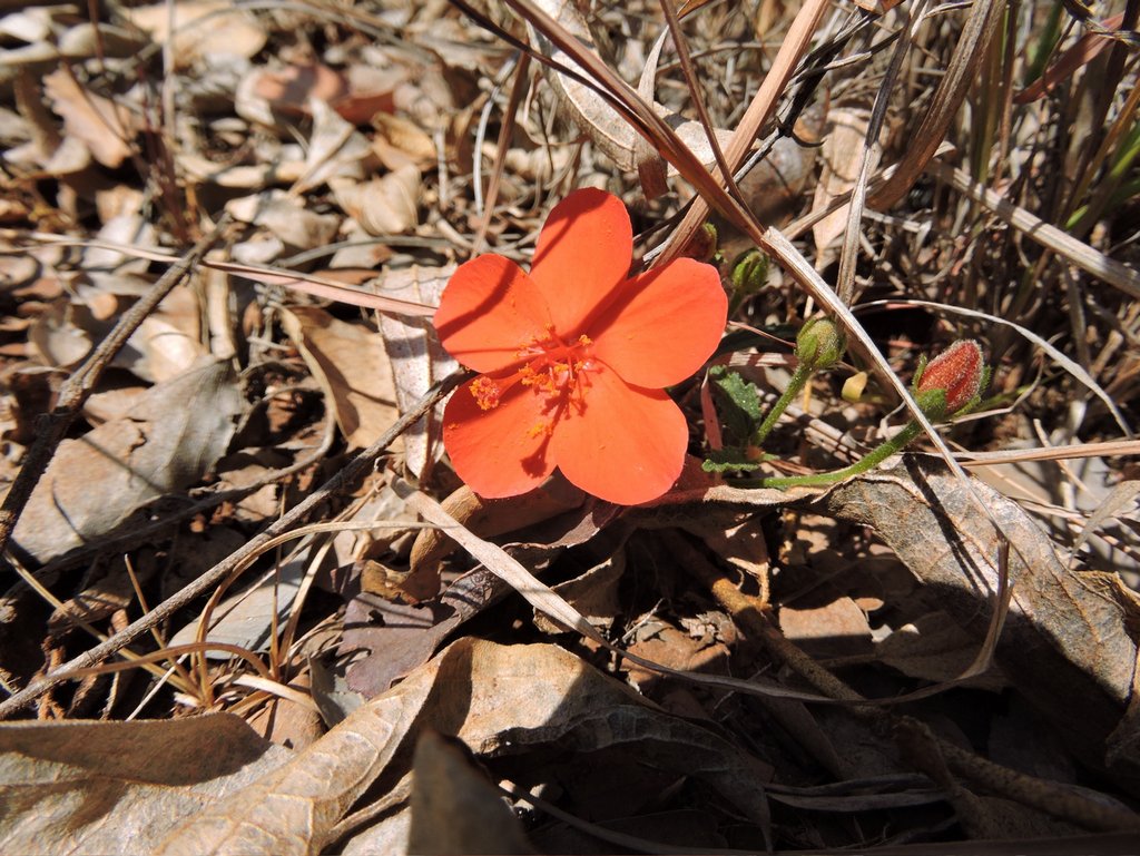 Hibiscus rhodanthus