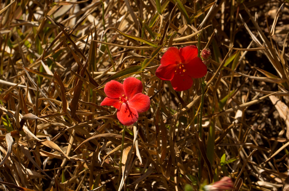 Hibiscus rhodanthus