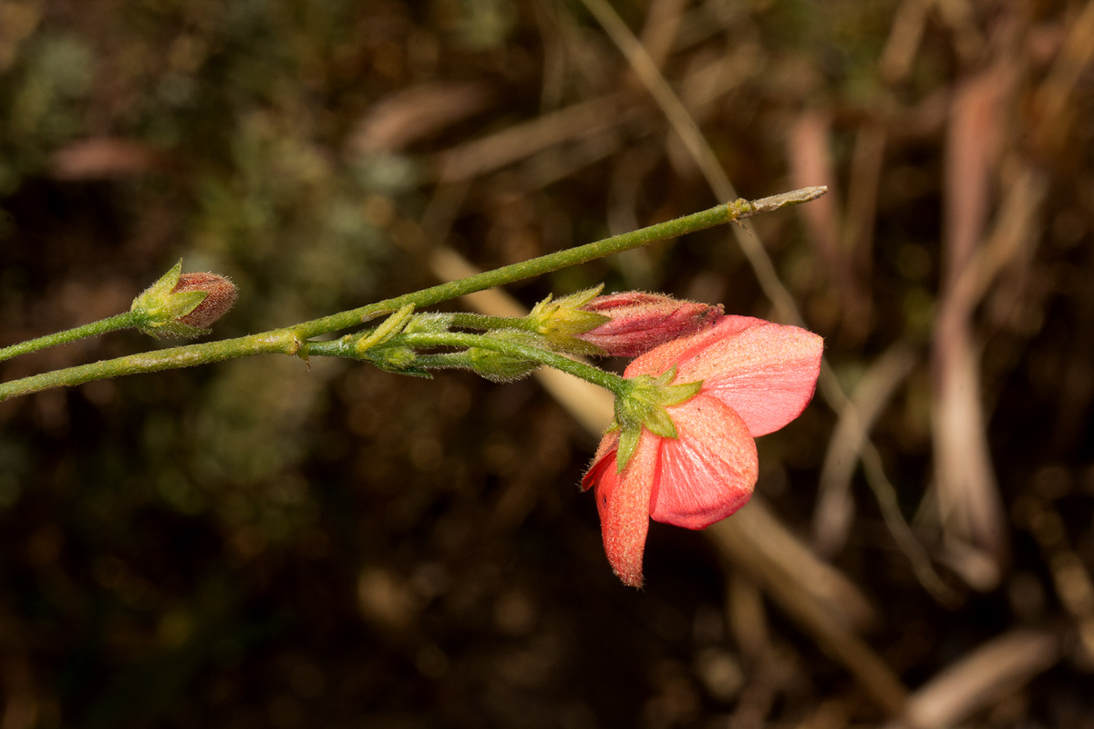 Hibiscus rhodanthus