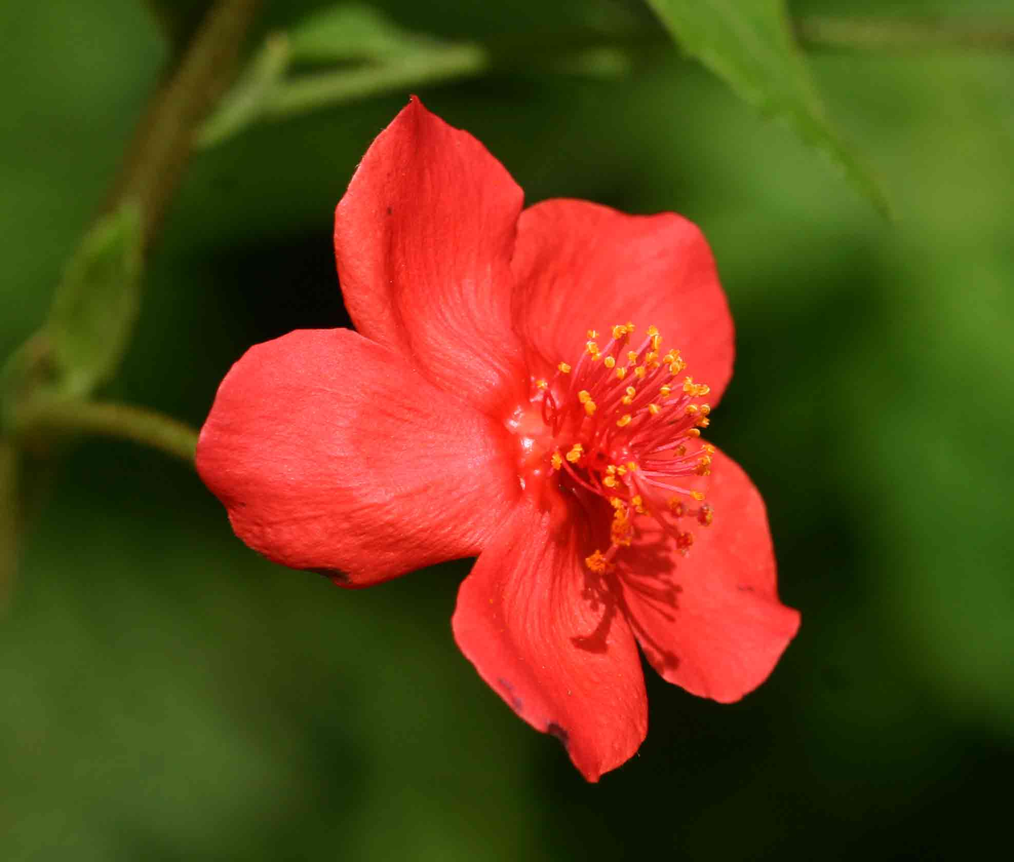 Hibiscus shirensis